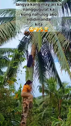pencuri kelapa