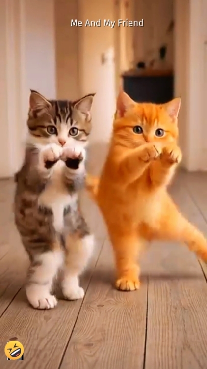 Funny Cat. 