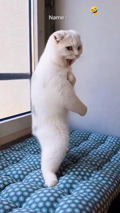 Chat Bruce Lee
