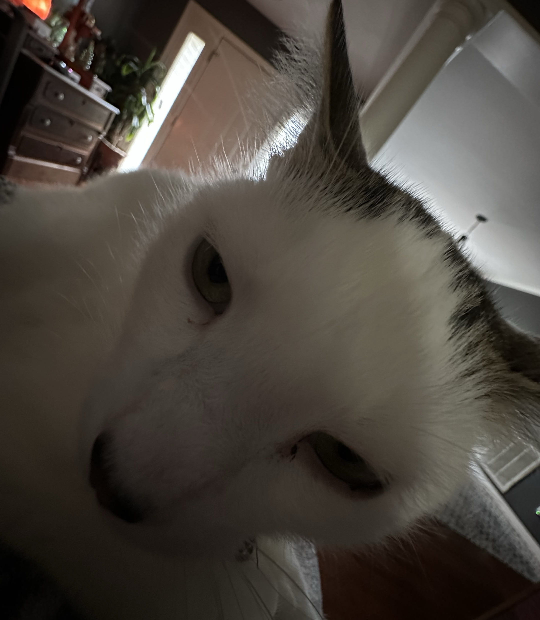 Meu gato luke 