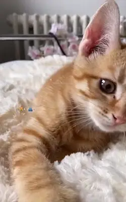 bir hayvani sahiplen