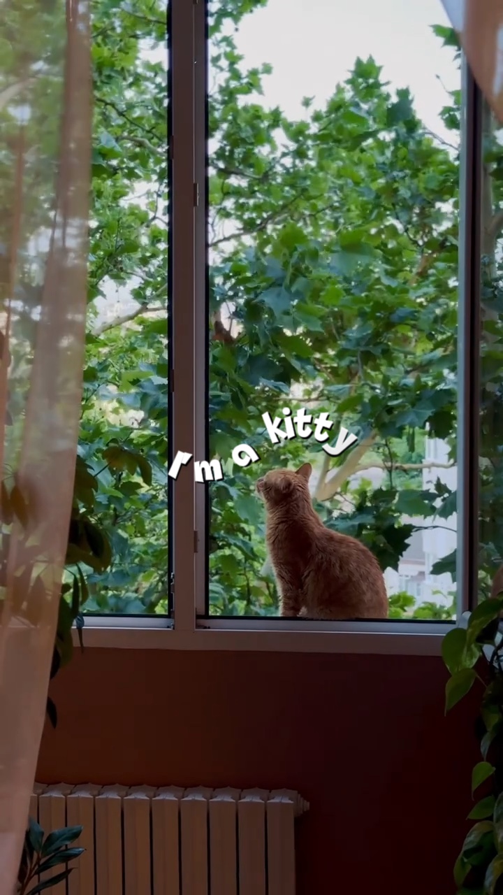 Kitty | Kedi severler