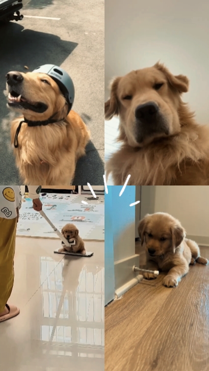 aşk köpeği 