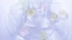앙금님