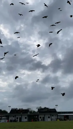 Burung Terbang