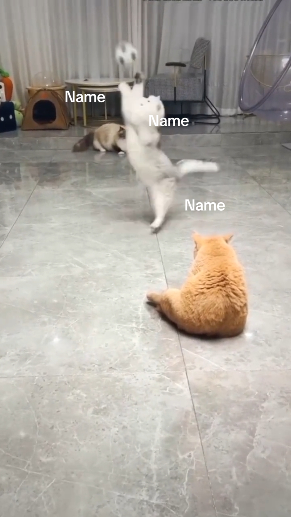 nama kucing kamu