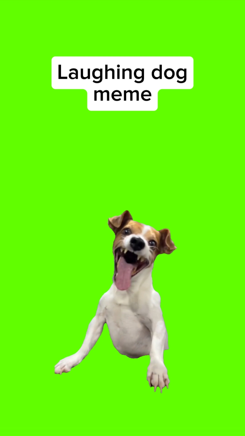Lachender Hund Meme