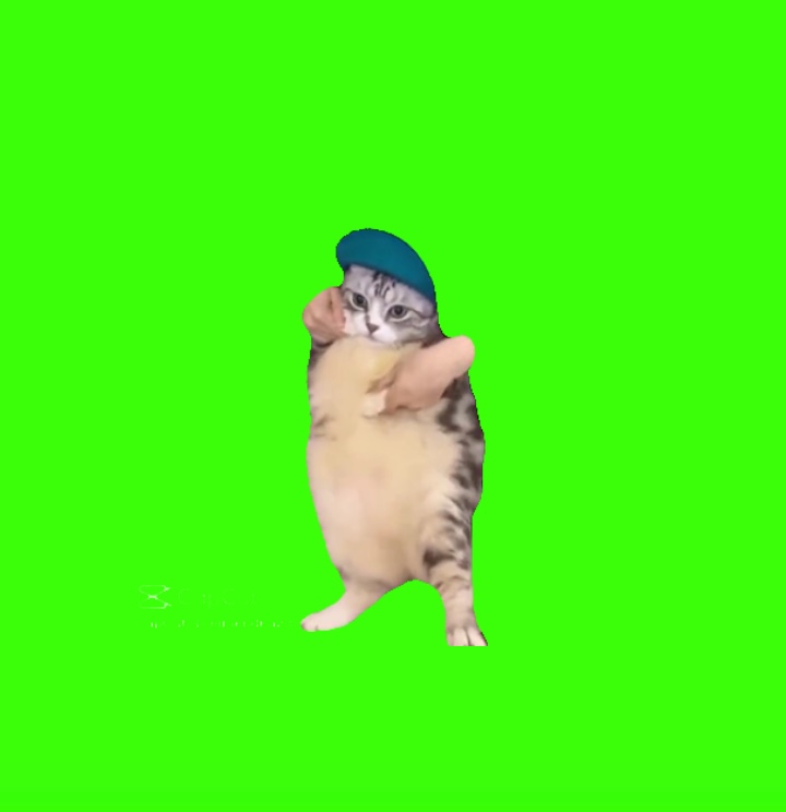 Dancin’ cat 🥰