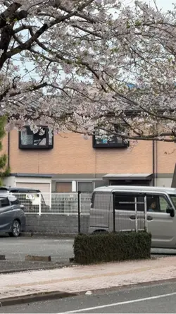 Sakura 花