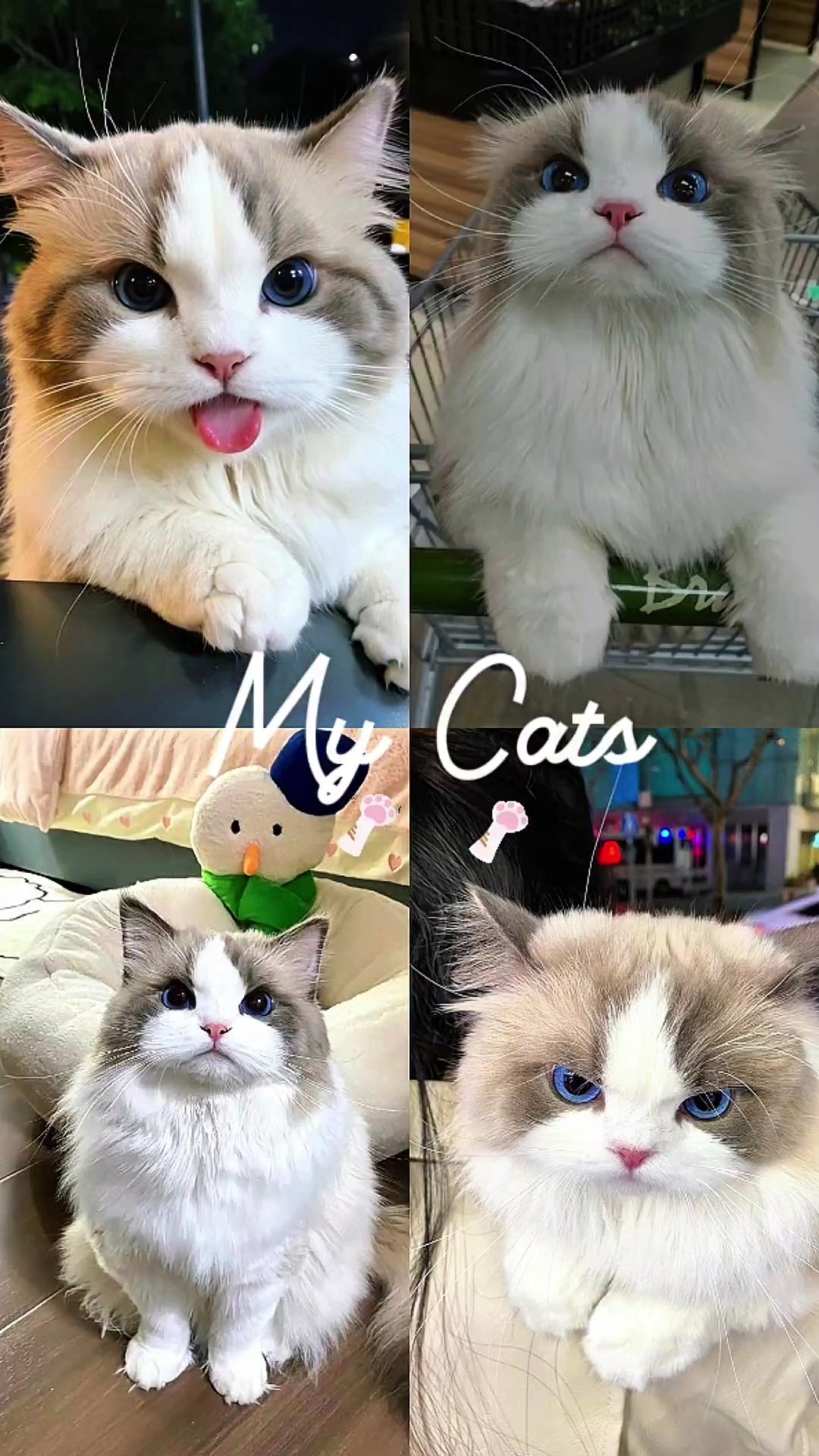 Meine Katzen