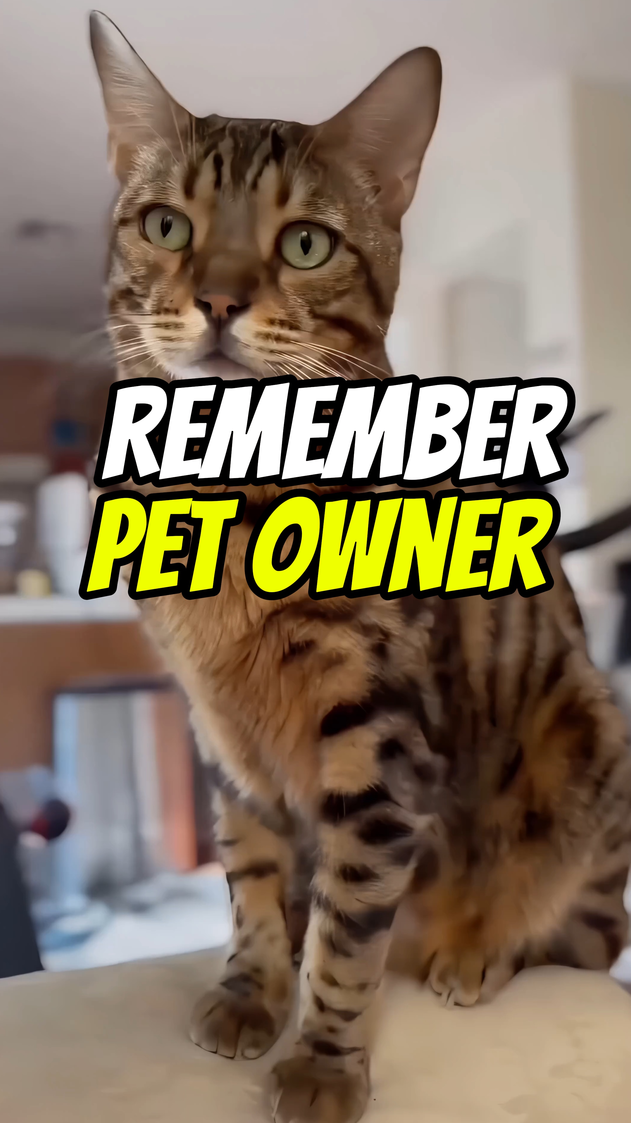 애완동물 주인 😺😾😽🏆
