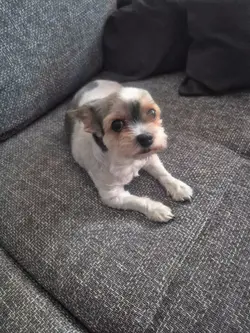 Wer ist der Boss