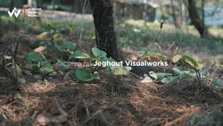 video estetik