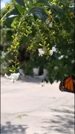 La primavera 💫🌸🌻