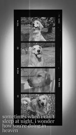 pet loss