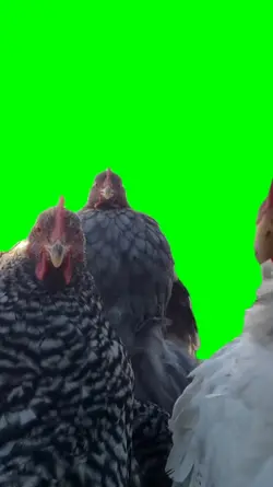 dancing chickens