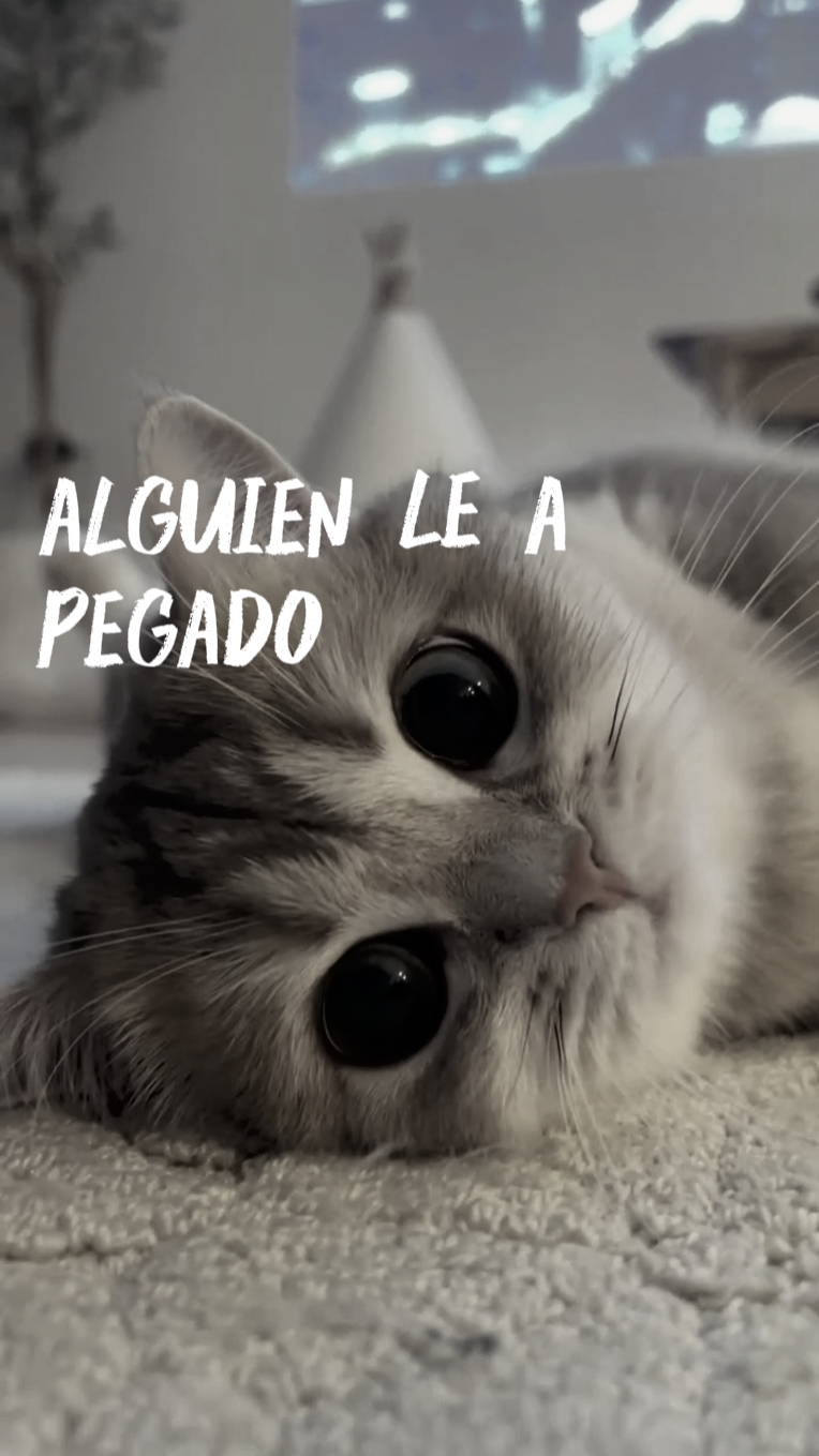 Gato encantador