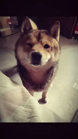 1 ảnh + Màu ig