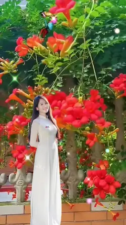 Nỗi buồn hoa phượng 