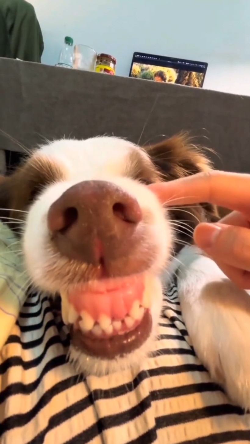 Cachorro vídeo engraçado