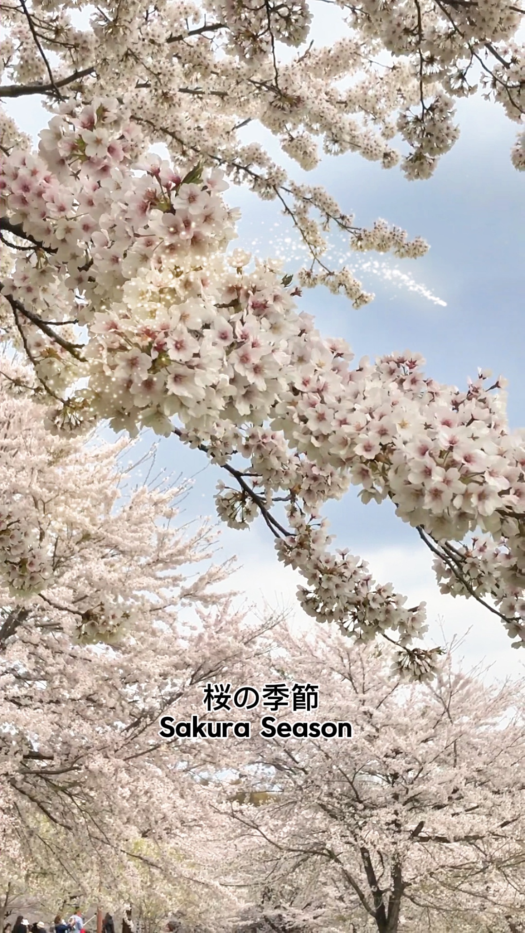 Sakura🌸Kirschblüten