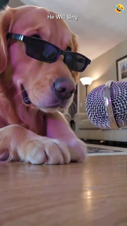 Lindo perro 