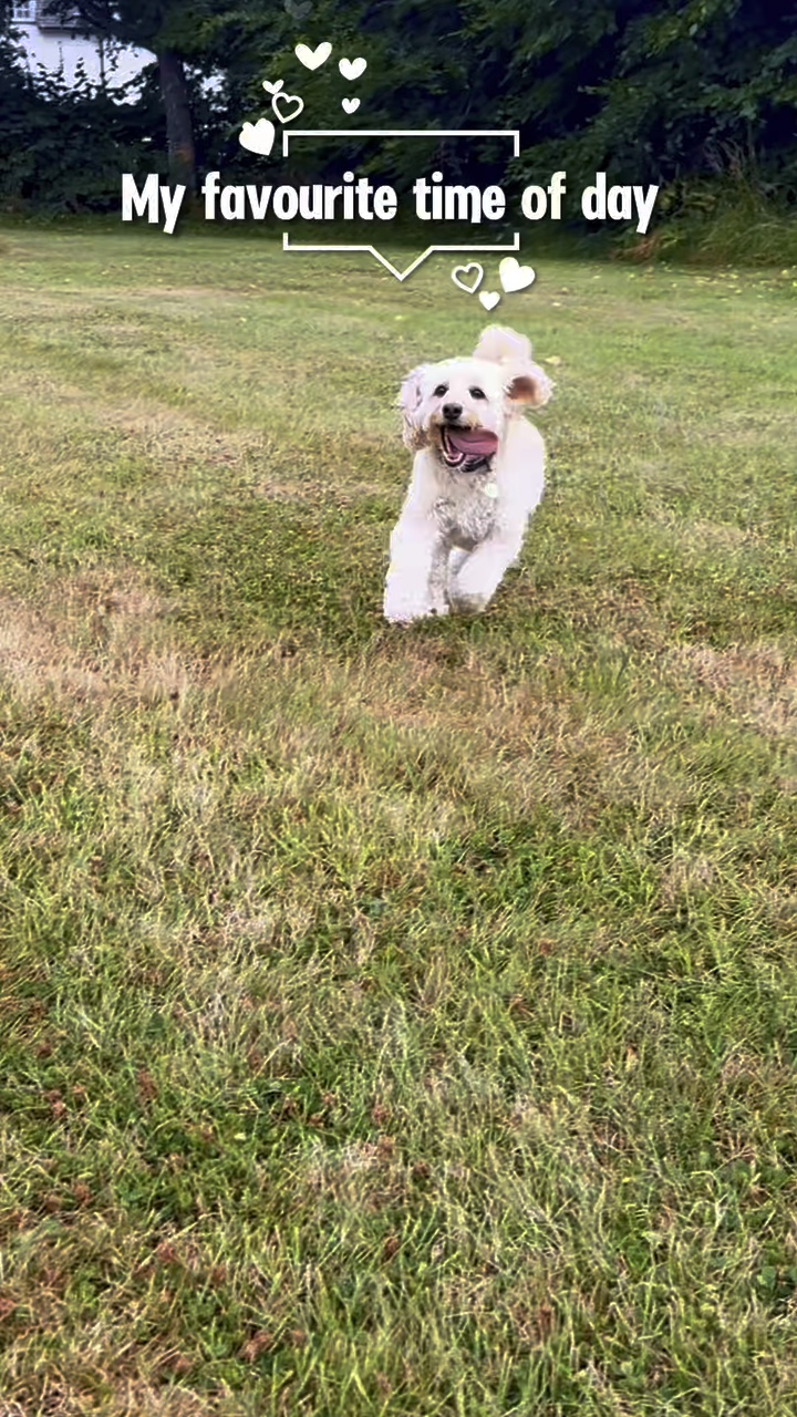Perro templado