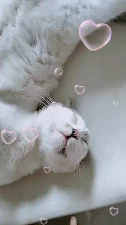 Pet iu nằm ngủ 