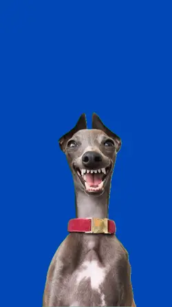 Perro riendo 