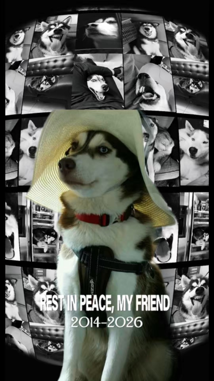 REST IN PEACE MY DOG