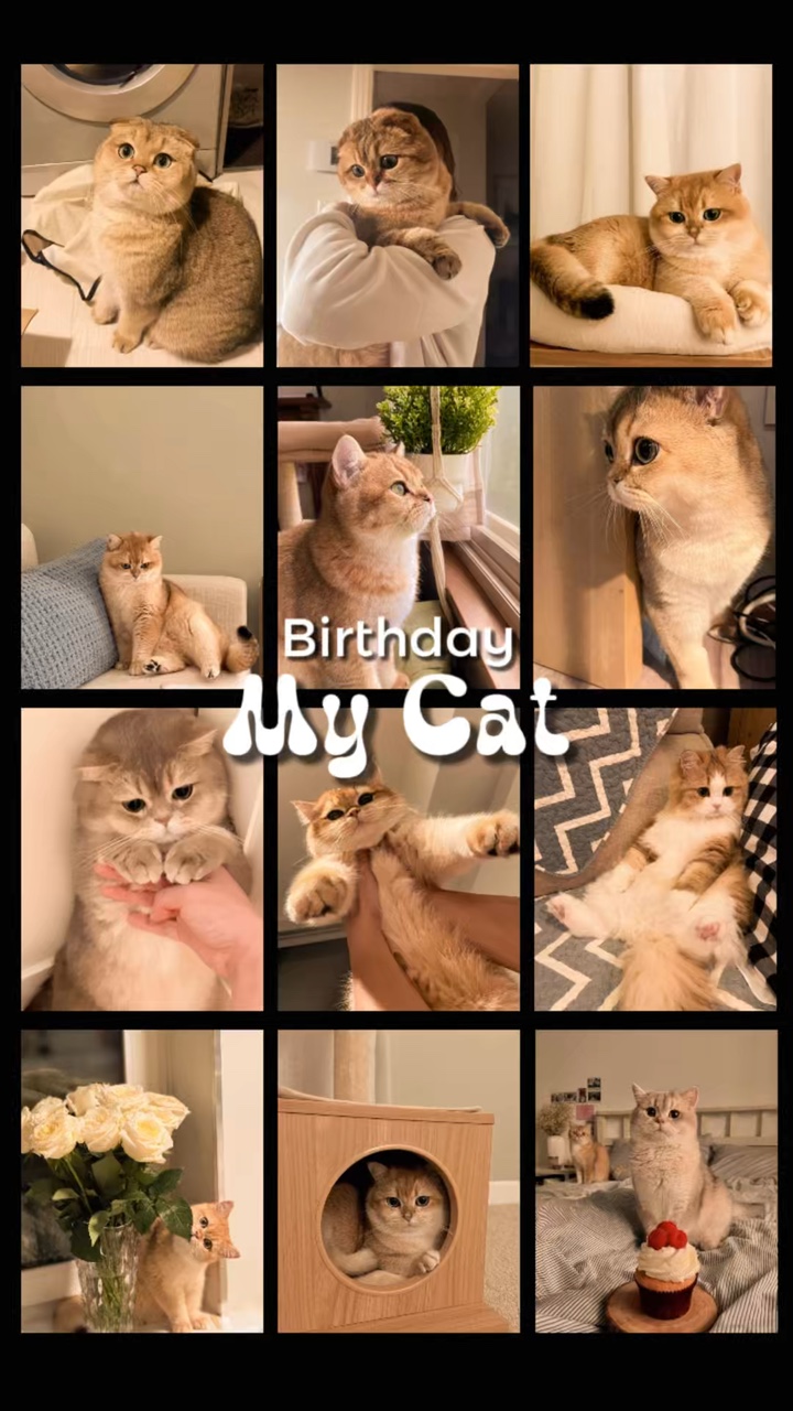 생일 내 고양이 
