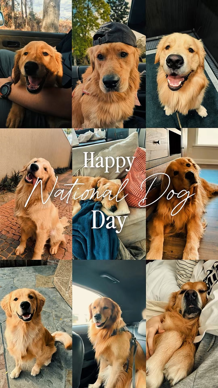 Día Nacional del Perro