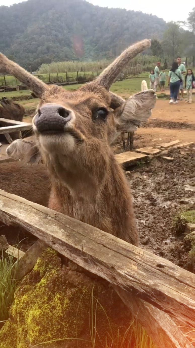 여행 동물원