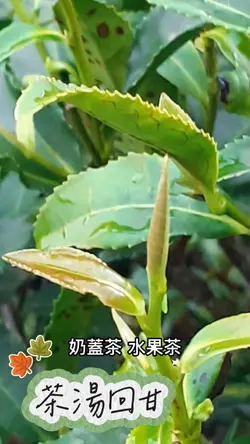 綠茶 茶湯回甘
