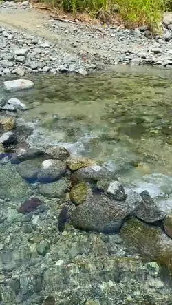 viral