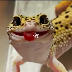 Leopard gecko core 