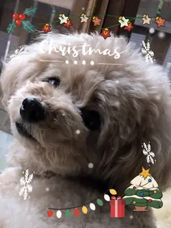 画像1枚 Xmasカード🎄❄