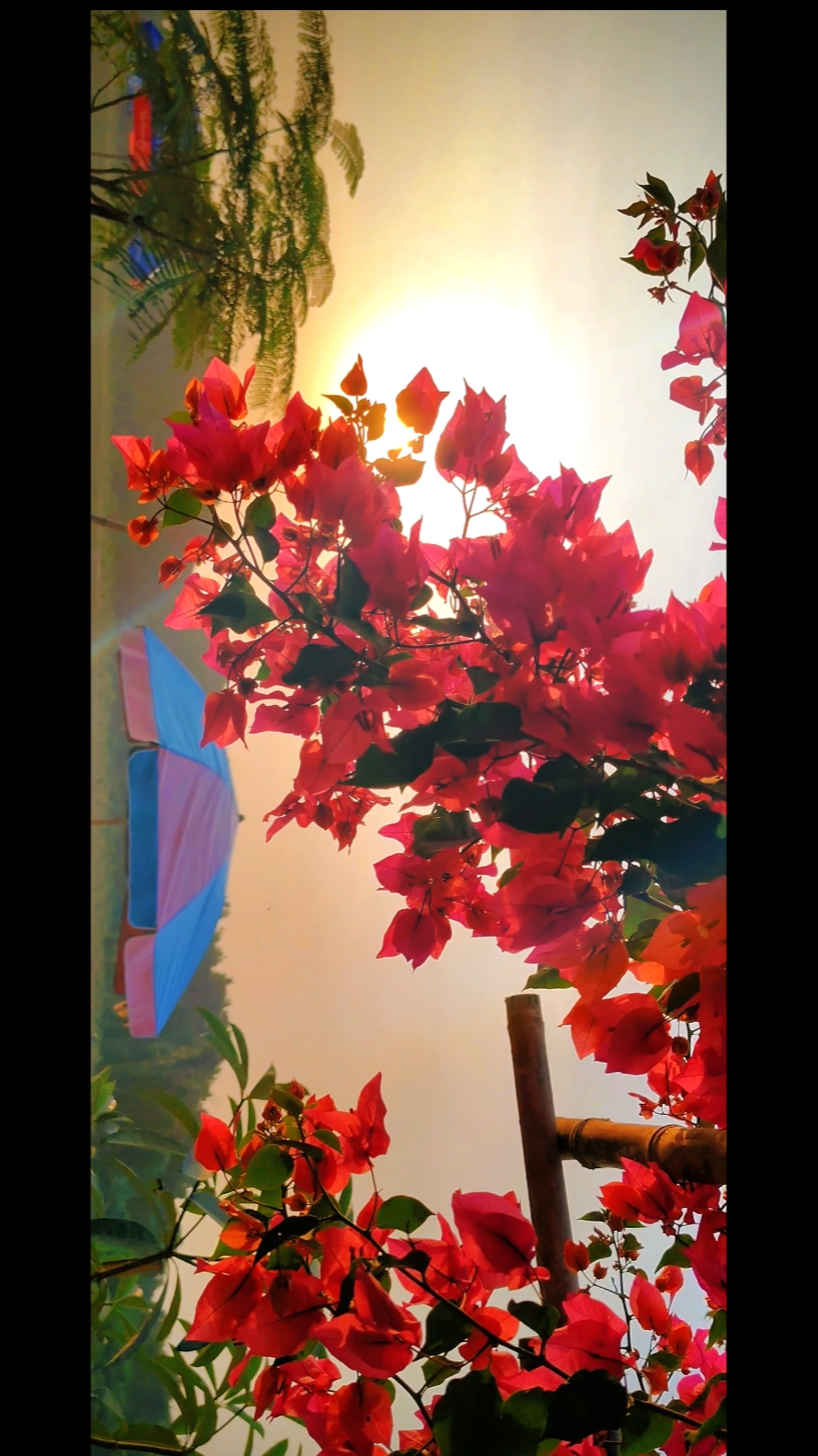 Flowers cinematic 
