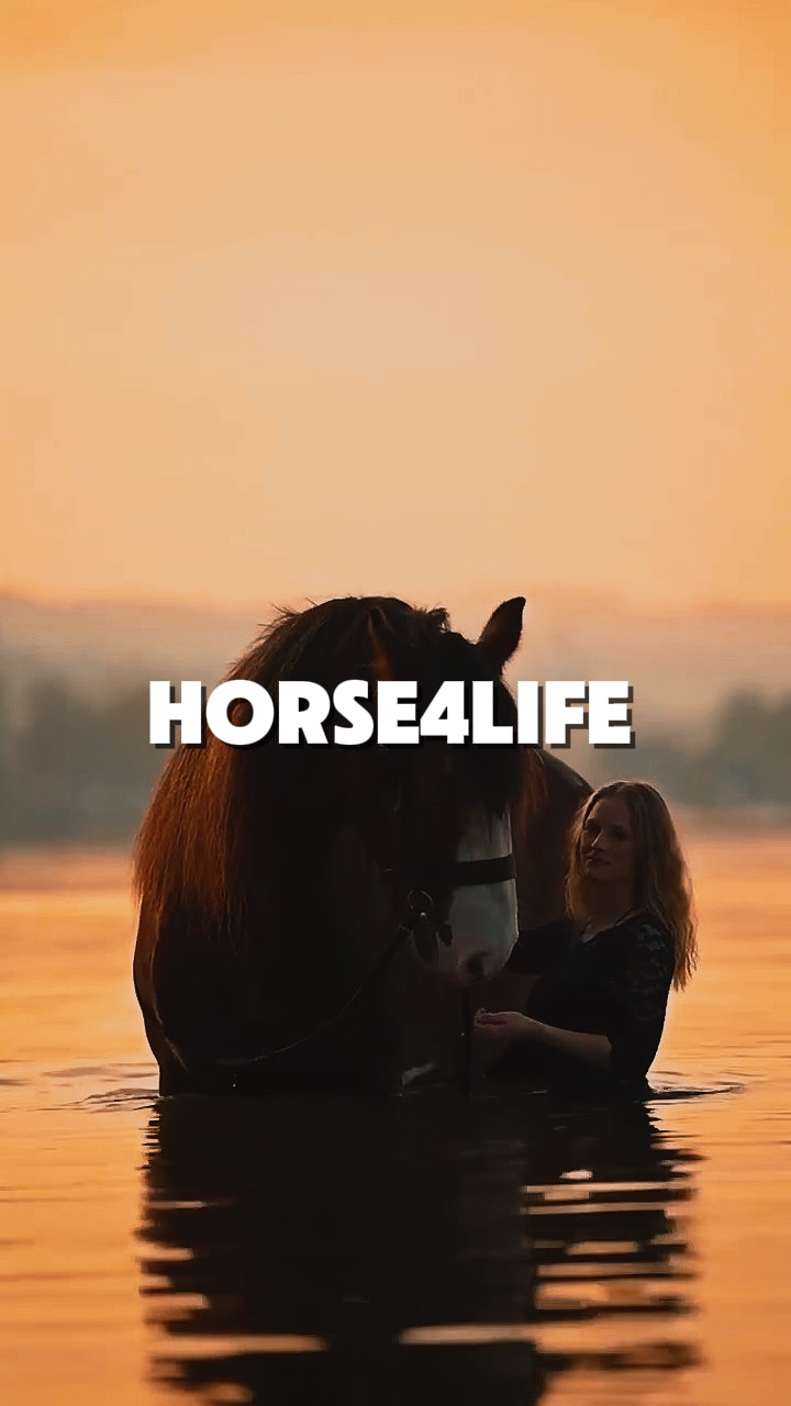Horse life 