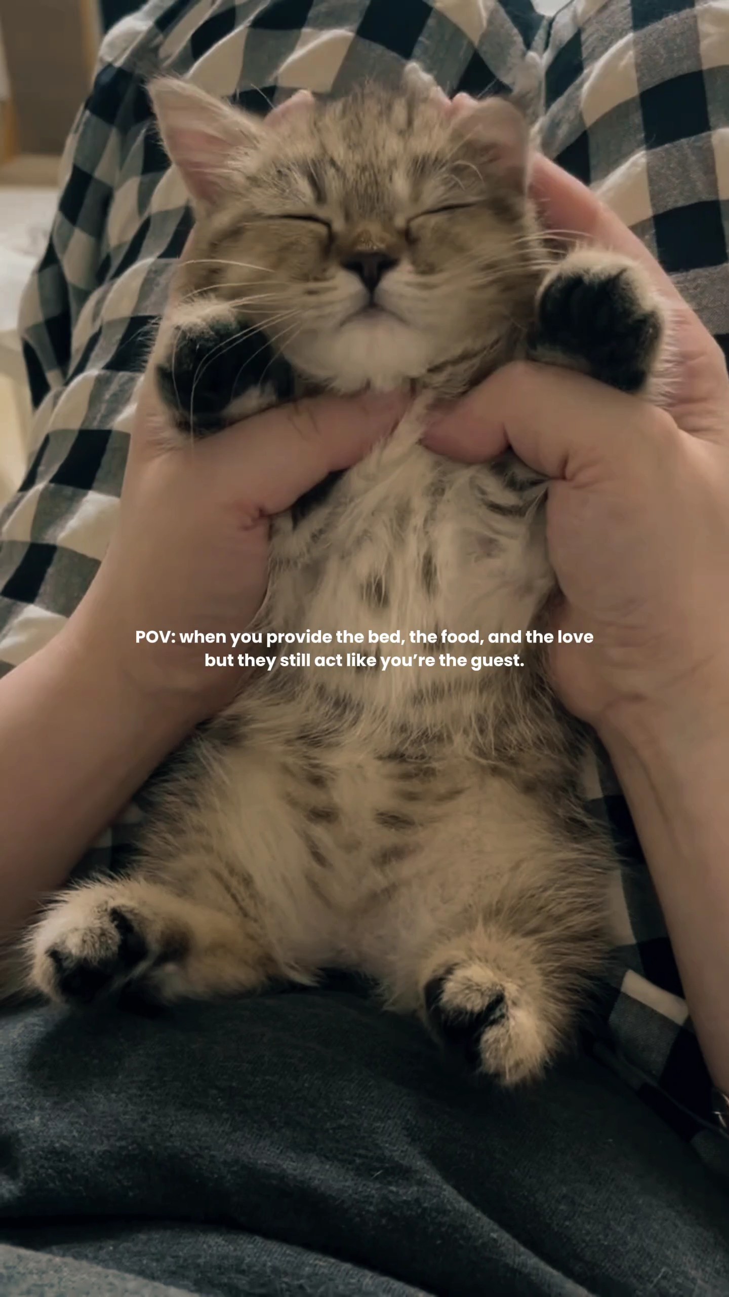 Pet Cat Aesthetic