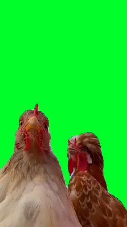 Chicken trend