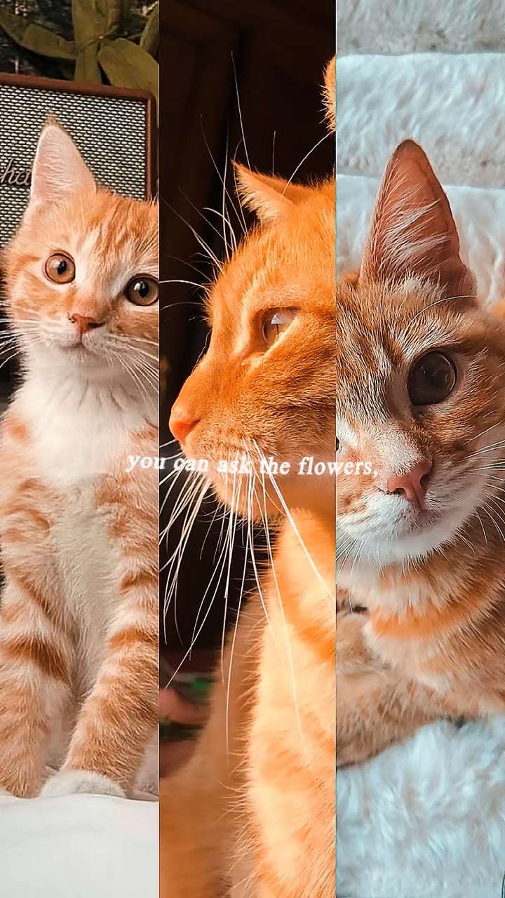 예쁜 아기 🐈