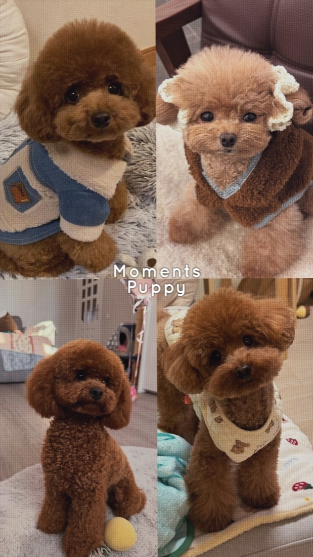 Momentos Cachorro