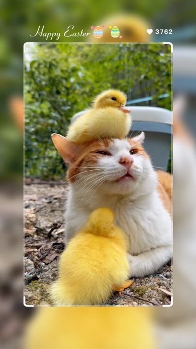 Feliz Páscoa 🐣 