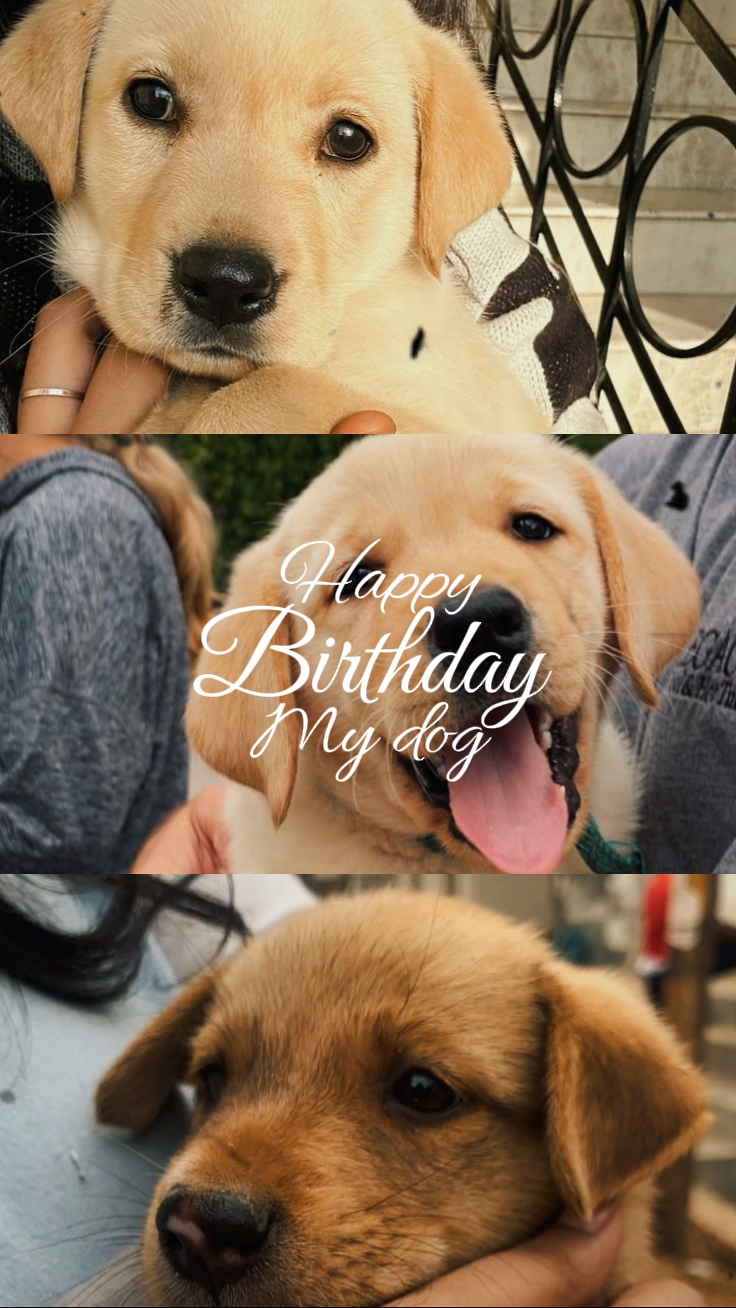 Aniversário meu animal de estimação