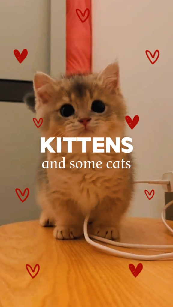 Kittens & some cats