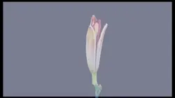 Flower blooming ๐น