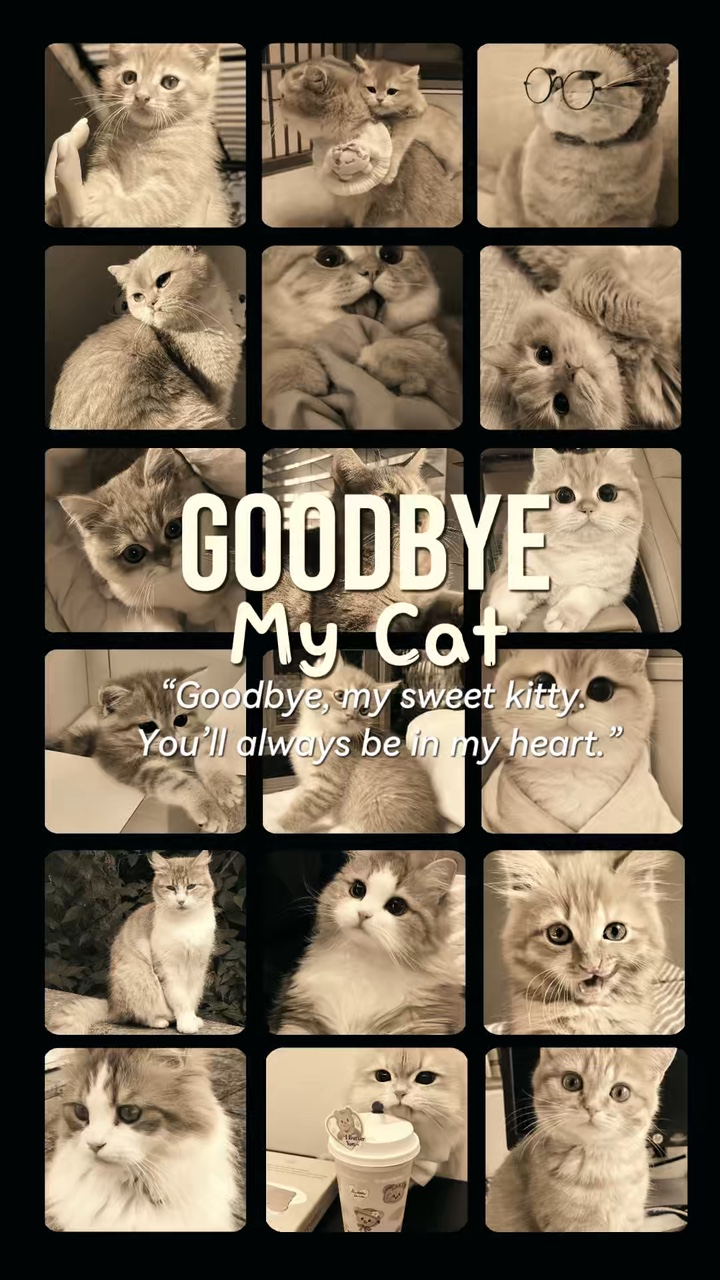 Adiós Mi Gato 