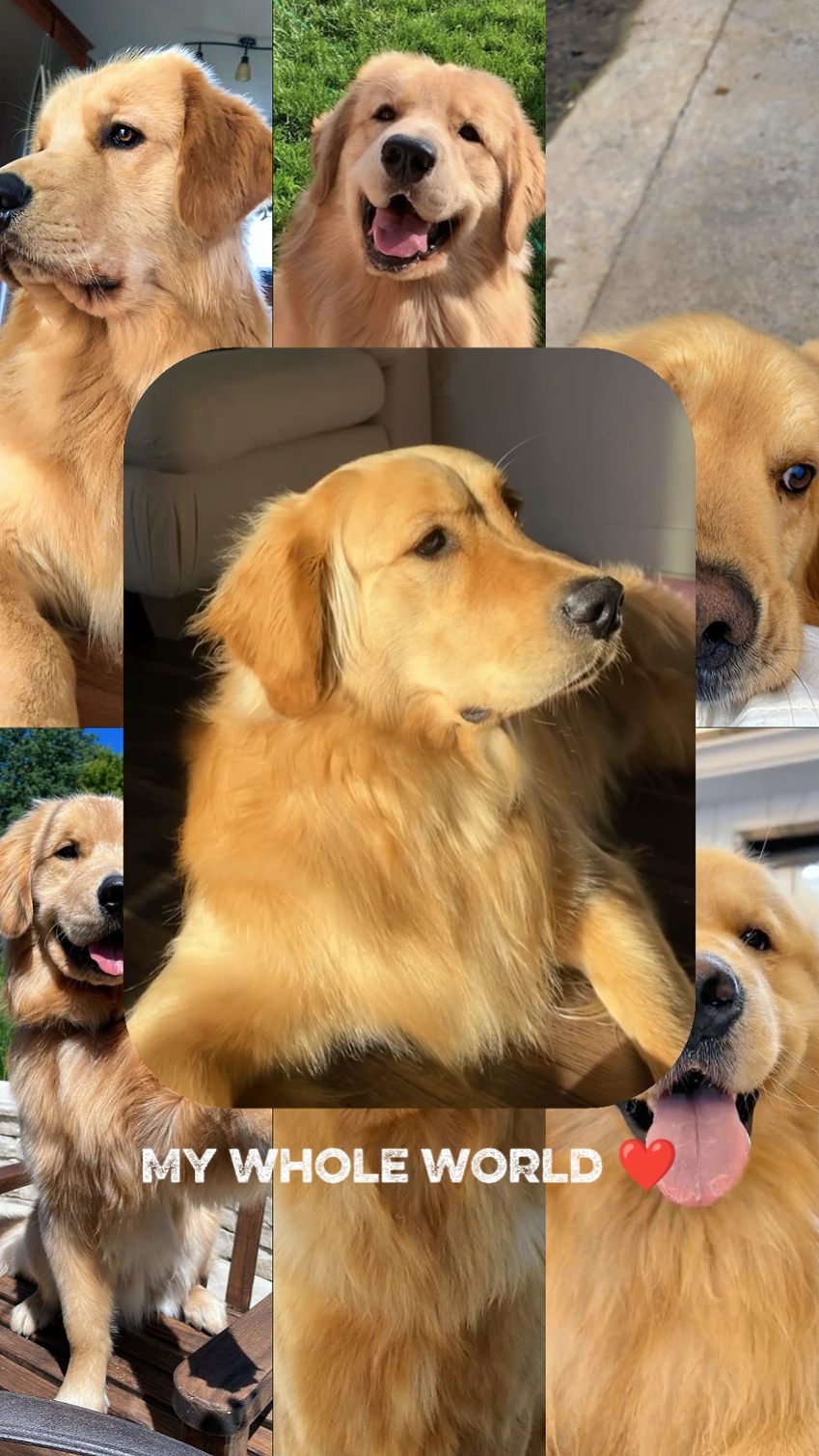 Mein Hund