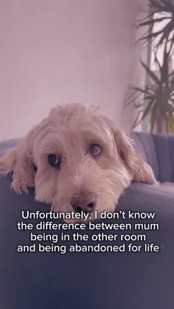 Dog template